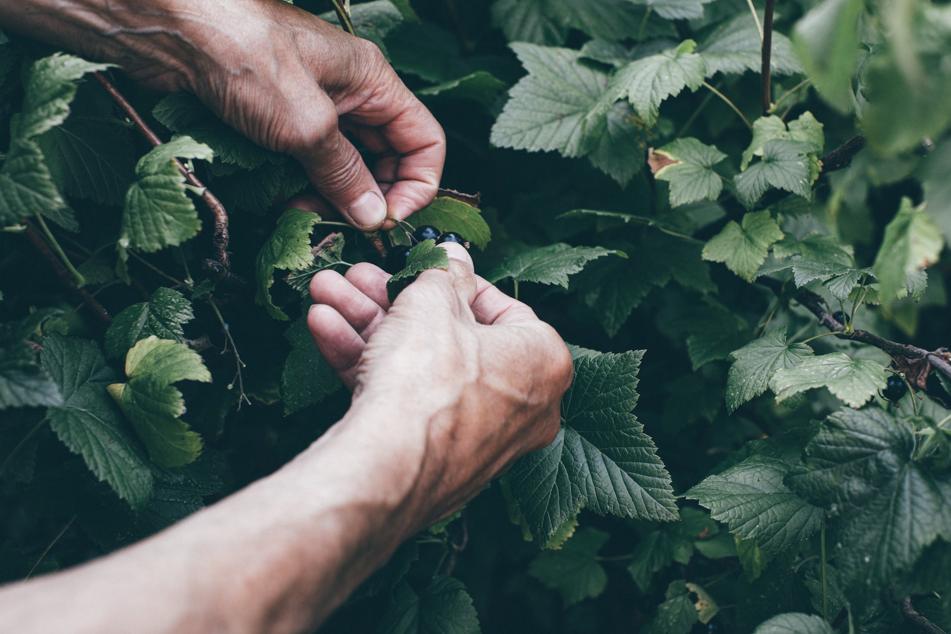 dark hands shown berry-picking